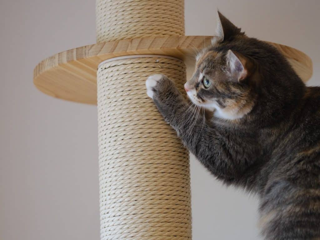 How to stop a cat from biting and scratching furniture