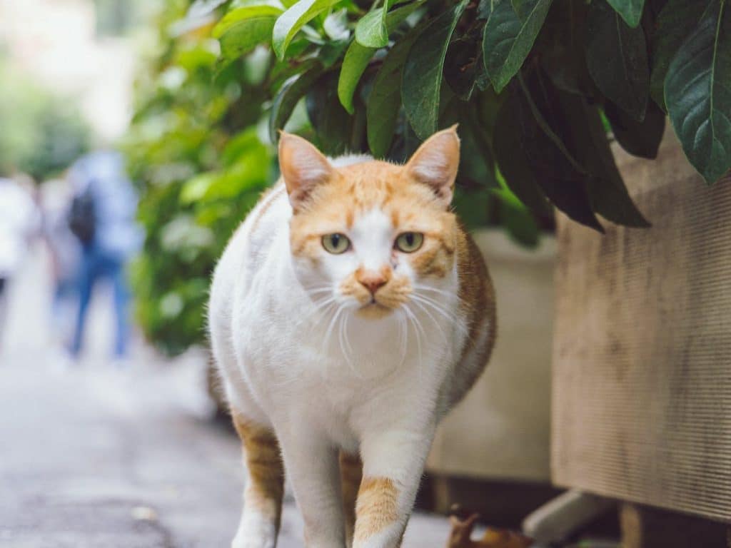 Weight gain after neutering doesn’t have to happen by feeding your cat a balanced diet and providing them with lots of ways to stay active.