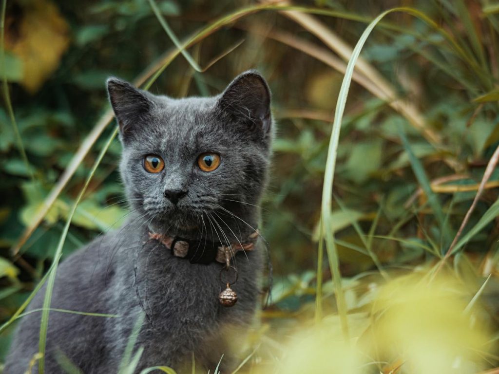 Are Polka Dot Plants Toxic to Cats