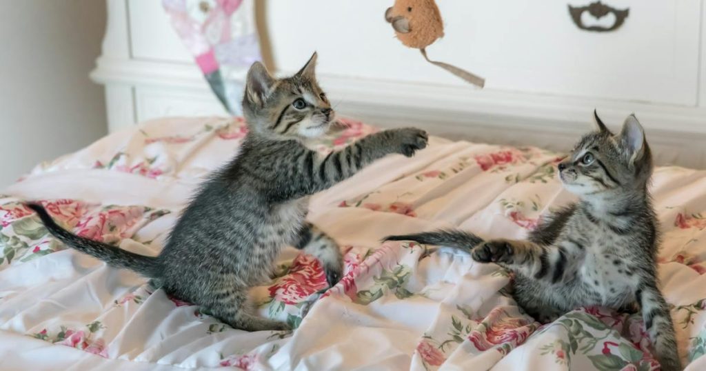 Cute silver-spotted Bengal kitten playing with a toy