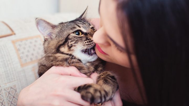 Understanding the 8 reasons why does my cat bite my nose - decoding feline behavior and strengthening the human-cat bond