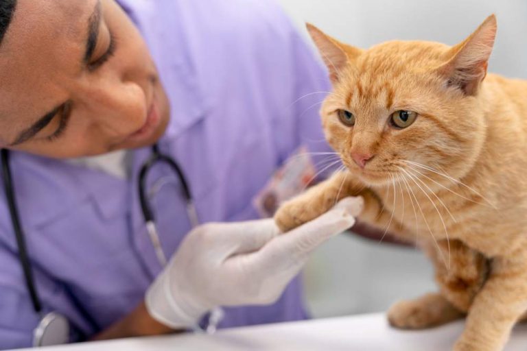 A veterinarian offering support to an owner contemplating euthanasia for their cat with hyperthyroidism.