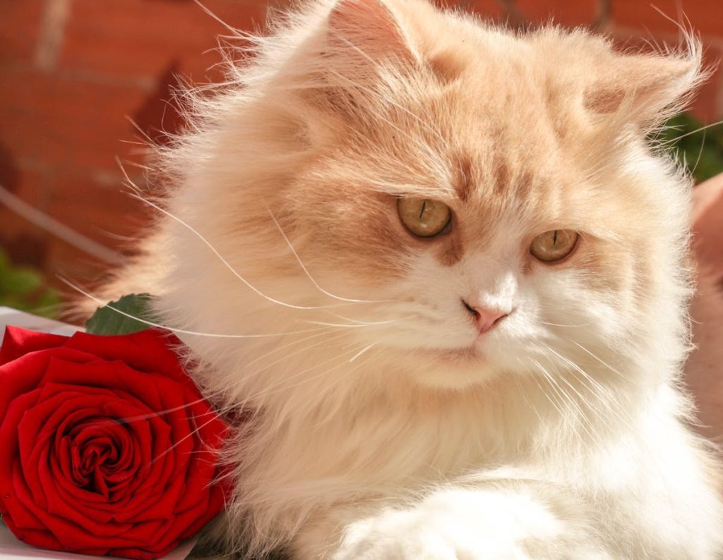 Do carnations toxic to cats