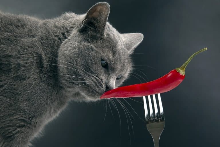 A curious cat sniffing at a bowl of chili peppers with a puzzled expression, representing the question 'Can cats taste spicy?