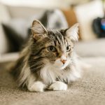 Maine Coon Cat Price" - Featured image showing Maine Coon cat with pricing information.
