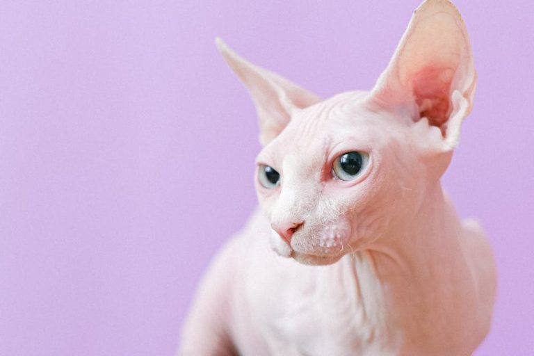 Sphynx cat price: Explore the cost of owning this unique breed.