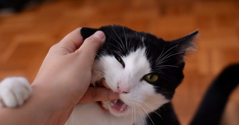 Image of a curious cat gently nibbling on fingers - exploring the question 'Why does my cat bite my fingers?